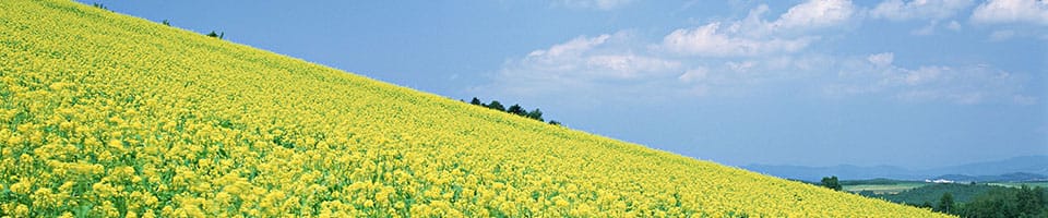 古紙回収を無料で行う業者の存在